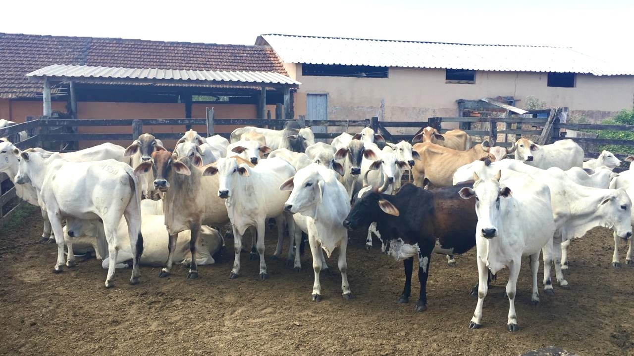 Fazenda, 252 hectares - Foto 3