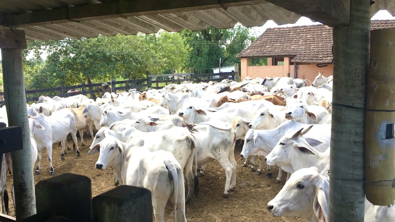 Fazenda, 252 hectares - Foto 5