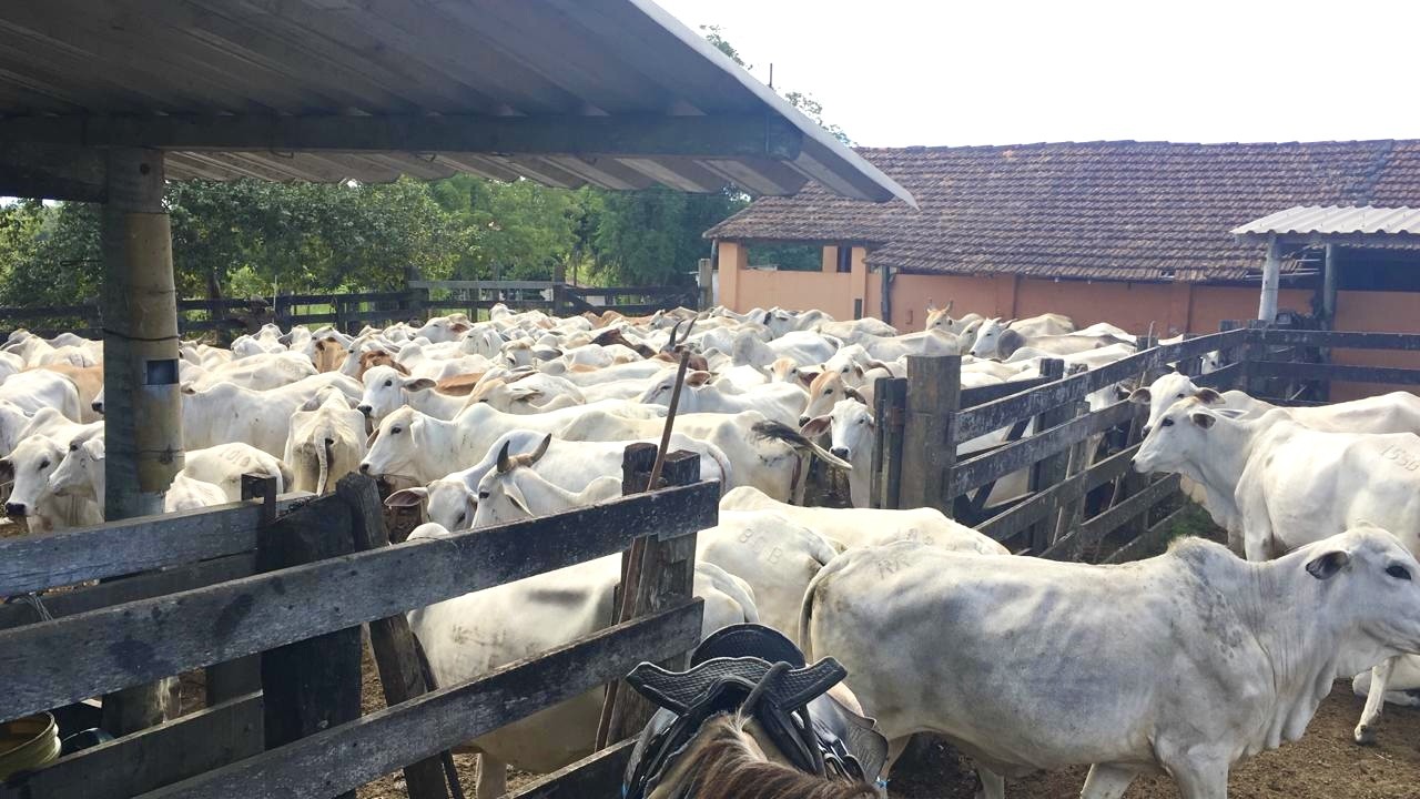 Fazenda, 252 hectares - Foto 4