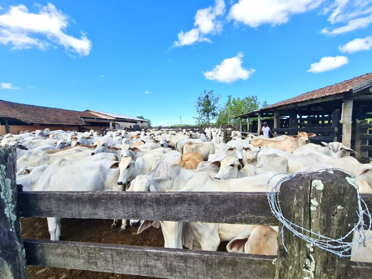Fazenda, 252 hectares - Foto 11