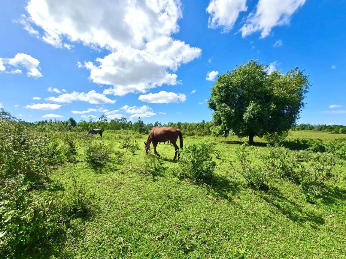 Fazenda, 252 hectares - Foto 19